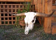Highland skull