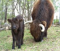 Highland cow and calf