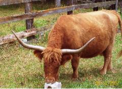 Round Rock Farm Highland Cow