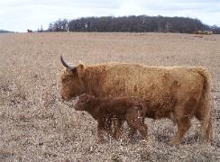 Scotch Highland cow and calf
